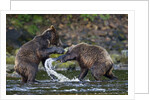 Brown Bears Sparring in Freshwater Bay by Anonymous