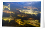 Spawning Chum Salmon in Alaska by Anonymous