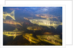 Spawning Chum Salmon in Alaska by Anonymous