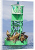 Steller Sea Lions on Buoy in Alaska by Anonymous