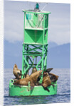 Steller Sea Lions on Buoy in Alaska by Anonymous