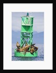 Steller Sea Lions on Buoy in Alaska by Anonymous