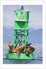 Steller Sea Lions on Buoy in Alaska by Anonymous