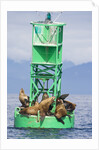 Steller Sea Lions on Buoy in Alaska by Anonymous