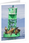 Steller Sea Lions on Buoy in Alaska by Anonymous