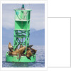 Steller Sea Lions on Buoy in Alaska by Anonymous