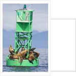 Steller Sea Lions on Buoy in Alaska by Anonymous