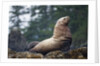 Steller Sea Lion in Alaska by Anonymous