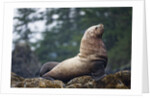 Steller Sea Lion in Alaska by Anonymous