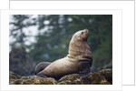 Steller Sea Lion in Alaska by Anonymous