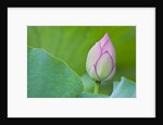 Water Lily Bud in Shinobazu Pond in Tokyo by Anonymous