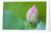 Water Lily Bud in Shinobazu Pond in Tokyo by Anonymous