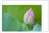 Water Lily Bud in Shinobazu Pond in Tokyo by Anonymous