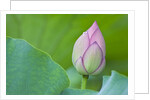 Water Lily Bud in Shinobazu Pond in Tokyo by Anonymous