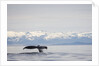 Tail Fluke of Diving Humpback Whale in Frederick Sound by Anonymous