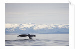Tail Fluke of Diving Humpback Whale in Frederick Sound by Anonymous