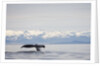 Tail Fluke of Diving Humpback Whale in Frederick Sound by Anonymous