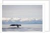 Tail Fluke of Diving Humpback Whale in Frederick Sound by Anonymous