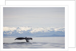 Tail Fluke of Diving Humpback Whale in Frederick Sound by Anonymous