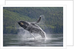 Humpback Whale Breaching in Frederick Sound by Anonymous