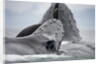 Humpback Whales Feeding in Frederick Sound by Anonymous