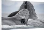 Humpback Whales Feeding in Frederick Sound by Anonymous