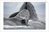 Humpback Whales Feeding in Frederick Sound by Anonymous