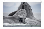 Humpback Whales Feeding in Frederick Sound by Anonymous