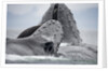 Humpback Whales Feeding in Frederick Sound by Anonymous