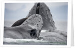 Humpback Whales Feeding in Frederick Sound by Anonymous