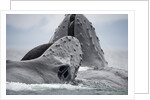 Humpback Whales Feeding in Frederick Sound by Anonymous