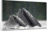 Humpback Whales Feeding in Frederick Sound by Anonymous