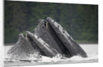 Humpback Whales Feeding in Frederick Sound by Anonymous