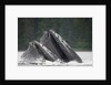 Humpback Whales Feeding in Frederick Sound by Anonymous