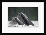 Humpback Whales Feeding in Frederick Sound by Anonymous