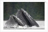 Humpback Whales Feeding in Frederick Sound by Anonymous