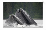 Humpback Whales Feeding in Frederick Sound by Anonymous
