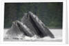 Humpback Whales Feeding in Frederick Sound by Anonymous