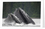 Humpback Whales Feeding in Frederick Sound by Anonymous