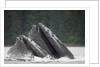 Humpback Whales Feeding in Frederick Sound by Anonymous