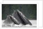 Humpback Whales Feeding in Frederick Sound by Anonymous