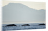 Humpback Whales Feeding Along Point Adolphus at Sunset by Anonymous