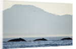 Humpback Whales Feeding Along Point Adolphus at Sunset by Anonymous