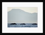 Humpback Whales Feeding Along Point Adolphus at Sunset by Anonymous