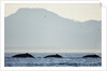 Humpback Whales Feeding Along Point Adolphus at Sunset by Anonymous