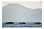 Humpback Whales Feeding Along Point Adolphus at Sunset by Anonymous