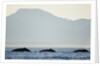 Humpback Whales Feeding Along Point Adolphus at Sunset by Anonymous