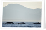 Humpback Whales Feeding Along Point Adolphus at Sunset by Anonymous