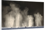 Humpback Whales Spouting While Feeding in Chatham Strait by Anonymous