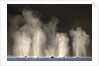 Humpback Whales Spouting While Feeding in Chatham Strait by Anonymous